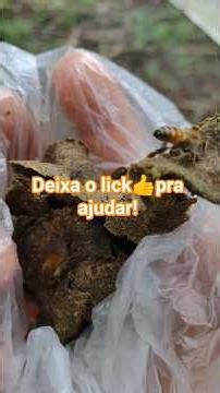 como produzir própolis!!! parte 3