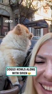 They'll never compete with this pupper 🚨 | Furry Tails