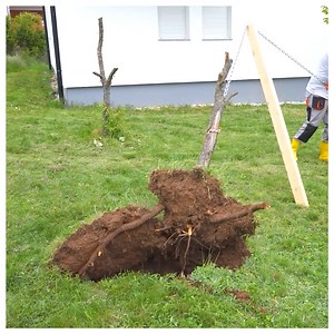 Stump pulling by hand, no truck! | Rush Brush
