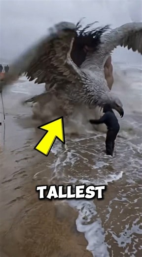 5 TALLEST Birds in the World That Look Absolutely HUGE! 🦅😱