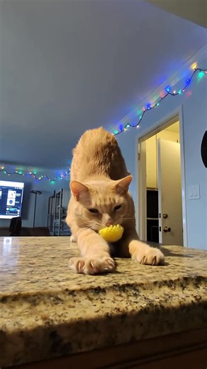 Justin Jones | Interpretive fuzzy ball dancing. 😸🐾 #catdance | Instagram