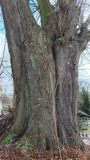 🪾Linden tree over 300 years old #ThickTrunkTuesday