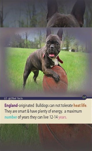 Bulldogs and Hot Weather Don’t Mix #factshorts #bulldog #england