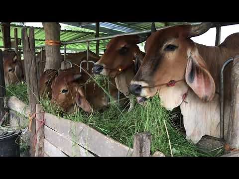 cows eating grass |ASMR| animal farm| eating show|