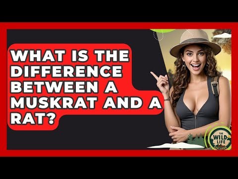 What Is The Difference Between A Muskrat And A Rat? - The Wild Life Explorer