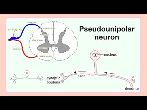pseudounipolar neuron