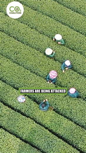 204K views · 8.2K reactions | All over the world, farmers are being attacked because their cattle are belching methane #farmers #cattle #cows #methane #methanegas #scientist #short #sciences #climate #questioneverything #shortvideo #science #climatechange #shortsvideos #shorts #scientificresearch #scientific | CO2 Coalition | Facebook