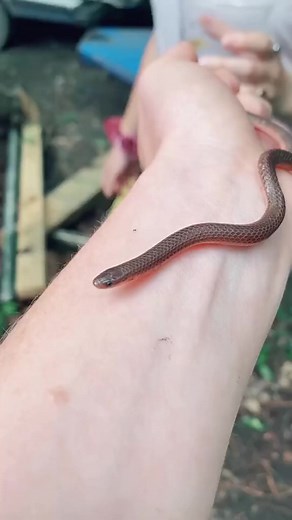 95K views · 1.8K reactions | She's sneaky...  #snake #pikuplines #flirting | HaileeandKendra | Facebook