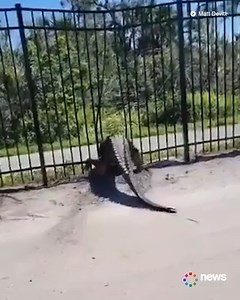 2.5M views · 70K reactions | It's unsettling how quick this alligator tore down this fence.  | News.com.au | Facebook