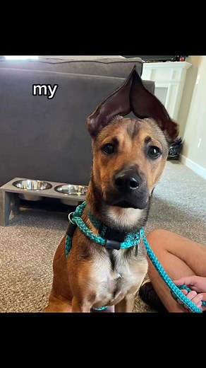 Introducing Radar! End of the first day together and already so in love. #radarrescued