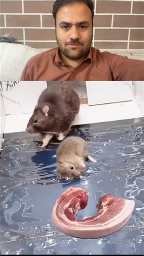 Mouse trap with homemade plastic bucket // How to make a mousetrap