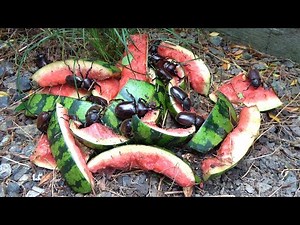 I left watermelon rinds in the garden and beetles swarmed them