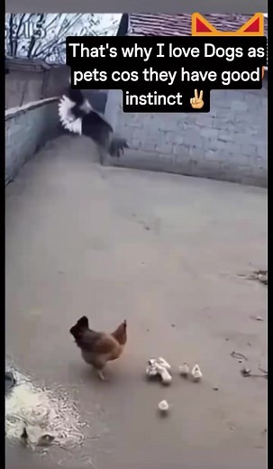 The Best Protector � #fblifestyle #fbreels | Onyii Kelvino Matheus