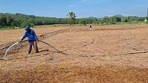 Garlic Farming! (4th of a Series) Fertilizing, Mulching Before Planting After plowing, pulverizing and leveling, Humic Acid and 14-14-14 are applied on the plot where Garlic will be planted. A 50-kg bag of Complete Fertilizer, at least 14 bottles of Humic Acid diluted in water and, in areas where these are available, animal manure are used in first fertilization. After the application of soil nutrients, the whole field is covered with rice straws as mulch. The whole area is drenched with plain w