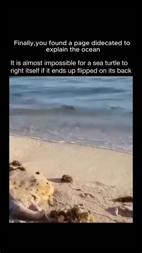 Explain the Ocean on Instagram: "Just @explaintheocean #reels #reelsinstagram #ocean #fish #animals #facts Sea turtles are built for swimming, not somersaults. 🐢🌊 If one ends up flipped on its back, its heavy shell and stiff flippers make it hard to push against the sand. On land, a turtle might struggle for hours—or never manage to turn over at all—leaving it at risk of heat, dehydration, or predators. In the water, though, buoyancy gives them a helping hand. A twist of the body, a few kicks—