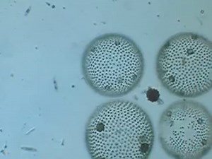 ボルボックスについて解説！大きさや特徴は？飼育法や値段は？