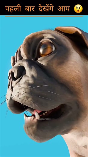 How we ruined pug Dogs