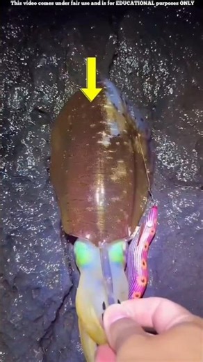 The Shocking Truth About Squid Fish 😱🦑 #shorts #ytshorts #viral