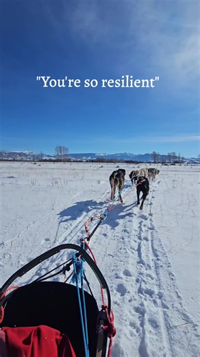 Embracing the Journey with Sled Dogs