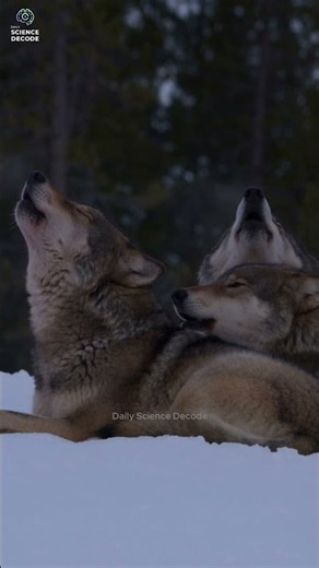 The Sound of the Wild: Wolf Pack Howling #shorts