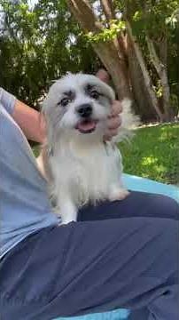 Video of adoptable pet named Cassie & Cindy