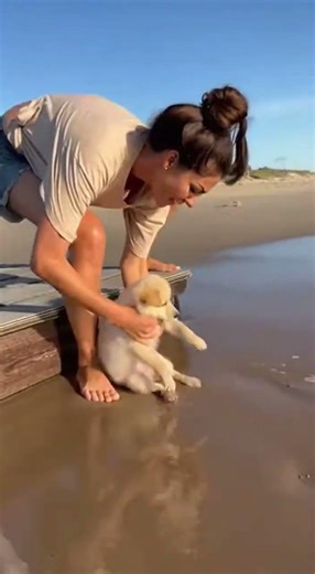 Puppy Saved From Beach Wave!