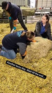 More new arrivals at the farm today. Make sure you watch till the end... #bostonparkfarm #farmlife #lambingseason #lambs #sheepfarming | Boston Park Farm