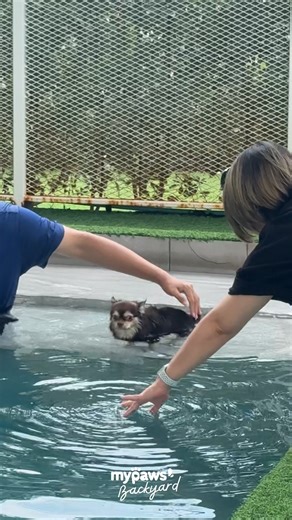 หมาขี้กลัว ไม่ชอบว่ายน้ำ ต้องลอง Splash Park ที่ My Paws Backyard! 🐕💦 ----------------------------------------- 📅 Open : Tue - Sun 10AM - 8PM 📍 Map : รามอินทรา 34 แยก 12 https://maps.app.goo.gl/kkcMERhbf1qvS8VS8 ☎ Tel : 081-798-1796 📱 Line : @mypawsbackyard https://lin.ee/mvi3iVF #mypawsbackyard #doglover #dogpark #dogpool #doghotel #petshop #cafe #โรงแรมหมา #ฝากเลี้ยงหมา #อาบน้ำหมา | My Paws Backyard