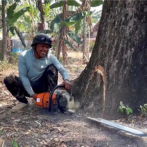 4.9M views · 40K reactions | The best skill man cutting down a big tree from bottom tree | Watching Videos | Facebook