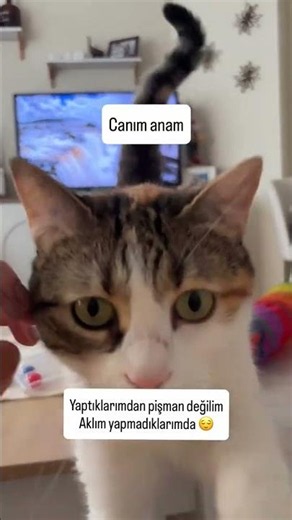Part2 konuşan kedi incirella anne kadınla Barışma 😅#catlife #kediaşkı #cutecat
