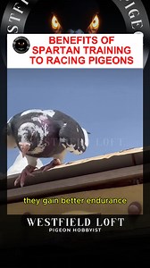 43K views · 1.2K reactions | BENEFITS OF SPARTAN TRAINING TO RACING PIGEONS #pigeon #racingpigeons #fblifestyle #pigeonracing #kalapatids | Westfield Loft | Facebook