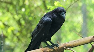 Common raven (Corvus corax), also known as the northern raven, is a large all-black passerine bird. Found across the Northern Hemisphere, it is the most widely distributed of all corvids.