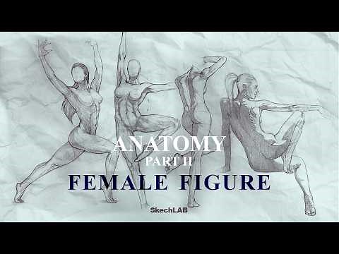 DRAWING FEMALE ANATOMY | Basics Explained + Poses | SkechLAB