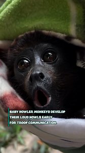 94K views · 2.2K reactions | Just chomping away!  | Furry Tails | Facebook