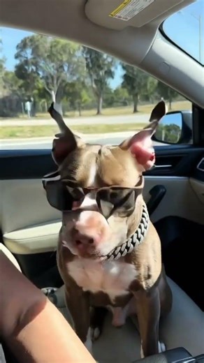 Dogs love 50 cent🤯🔥#shortviral #dogsandcats #fypシ゚viral