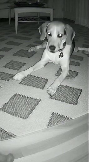 Frame by frame analysis: It didn't roll away... 💀