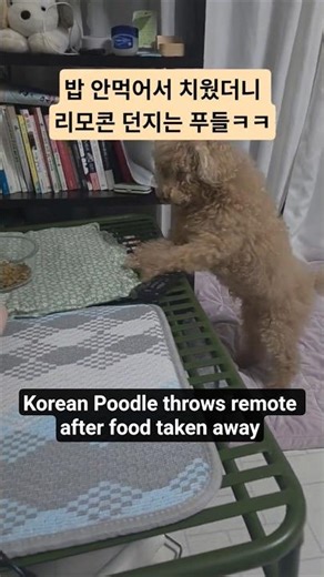 푸들이 화났을 때 하는 행동/ Angry poodle throws remote at owner