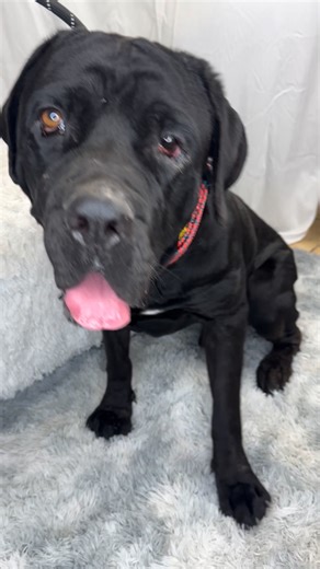 2.8K views · 64 reactions | AZ Mastiff Rescue on Reels | Facebook