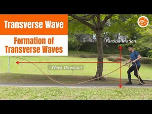Formation of Transverse Waves