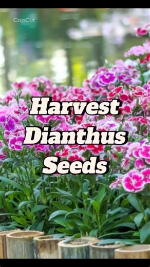 Harvest Dianthus seeds now in September! #gardening #flowers