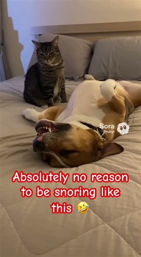 Fake snoring? Pretend sleep? 🤣😂 #dog #funny #shorts #animals