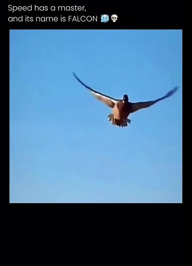 Fastest animal ever recorded (peregrine falcon) at 390 km/h