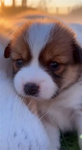 Why Dogs Protect Their Person”