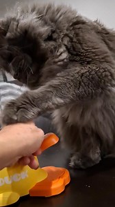 34 reactions · 4 comments | Introduction to my new treats toy. | Ragnar the Maine Coon | Facebook