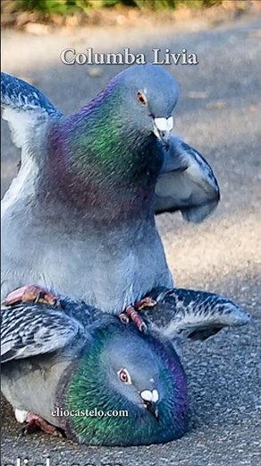 🐦🔥 Secret dance of the Rock Pigeon - columba livia - #rockpigeon #pigeon #columbalivia #birds