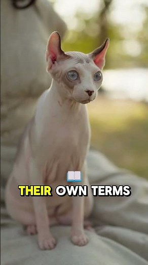 The Oxytocin Button Cat Secret (7 Tricks To Bond Instantly)