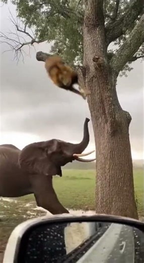 Elephant is selfish,,😄