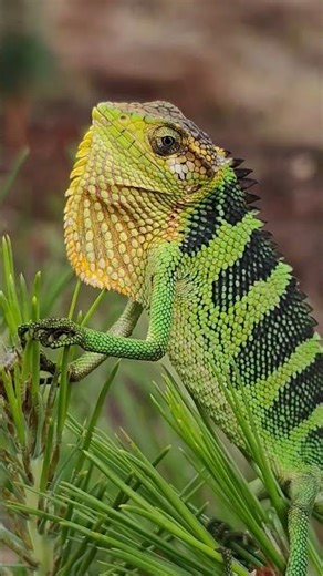 FASCINANTE "falso CAMALEÓN peruano"