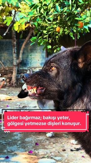 Grey Wolf Leadership: A Look at Wolfpack Dynamics