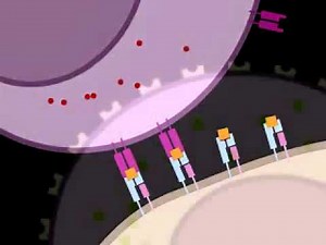 Humoral Immune Response Animation